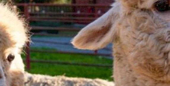 MALT's 2nd Annual Day on the Ranch