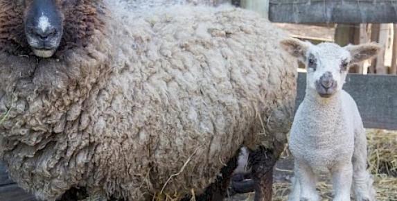 Mother's Day at Slide Ranch