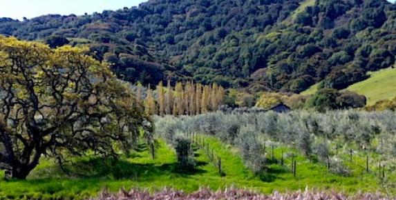 Daily Lunch, Olive Olive and Wine Tastings at McEvoy Ranch