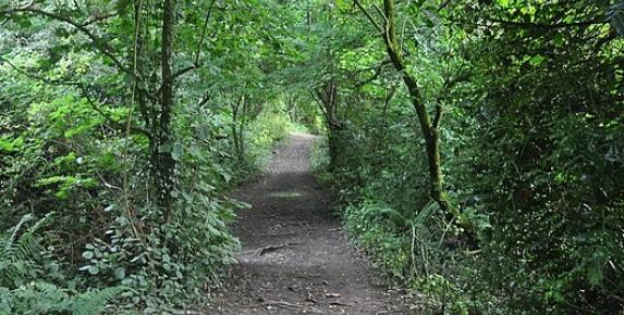 Senior Stroll: Tomales Bay State Park