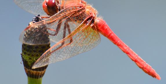 Lake Lagunitas Dragonflies