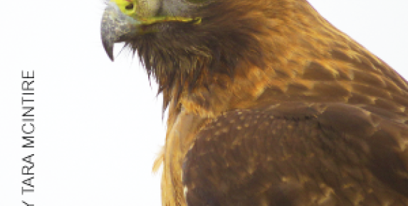 Raptors