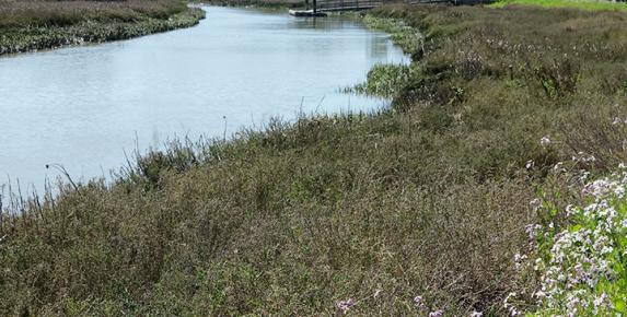 Coastal Cleanup at McInnis Park