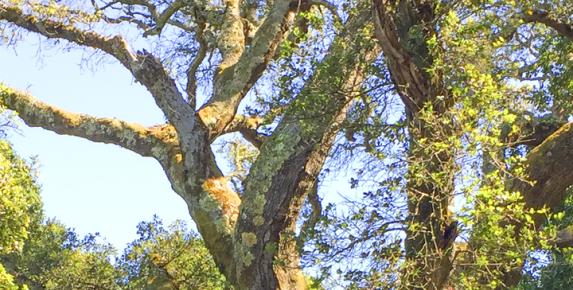 Oaks