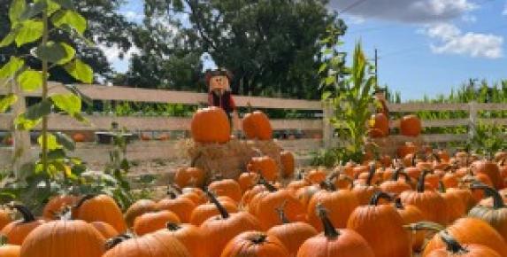 Muelrath Ranches Pumpkin Patch