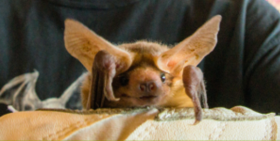NorCal Bats: Animal Encounter