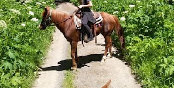 Fir Top Guided Horseback Ride at Five Brooks Ranch