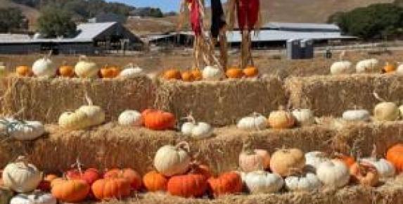 Grossi Family Farm Pumpkin Patch