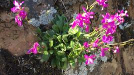 Senior Stroll: Coastal Trail