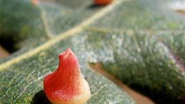 Mount Burdell Plant Galls