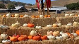 Grossi Family Farm Pumpkin Patch in Novato